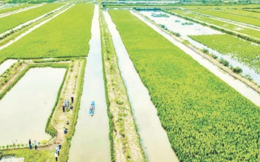 Khu vực trồng lúa kết hợp nuôi tôm tại Cà Mau phát triển mạnh tại các vùng có thủy lợi hở, đến nay khoảng 39.000 ha.