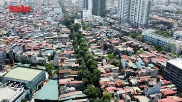 [Video] Dịch chuyển, chặt hạ 357 cây xanh để thi công đường Hoàng Cầu - Voi Phục