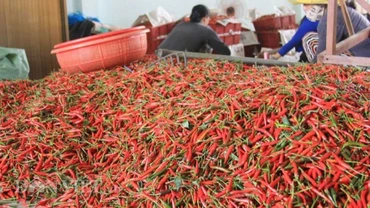 Bộ Nông nghiệp và Môi trường đã ký các nghị định thư về xuất khẩu ớt, chanh leo, tổ yến, cám gạo sang Trung Quốc.