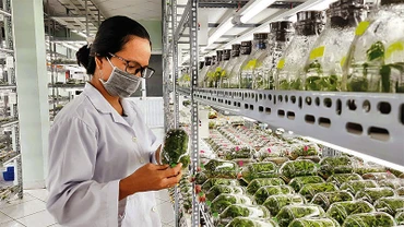 Phòng thí nghiệm nuôi cấy mô tế bào thực vật phục vụ công tác nhân giống tại Khu Nông nghiệp công nghệ cao Thành phố Hồ Chí Minh. 