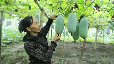 Bắc Kạn thành công trong chuyển đổi nhiều diện tích đất ruộng sang trồng cây đặc sản, giá trị kinh tế cao. Trong ảnh: Cây bí xanh thơm trồng trên đất ruộng tại Ba Bể mang lại hiệu quả kinh tế gấp ba đến bốn lần so với trồng lúa.