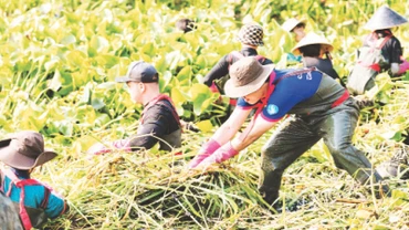 Đoàn viên, thanh niên các đơn vị, địa phương vớt lục bình, rác dưới kênh.