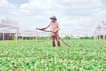 Mô hình trồng rau ăn lá trên nền đất lúa tại xã Bình Nghị, huyện Gò Công Đông.