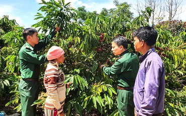 Cán bộ, chiến sĩ Đồn Biên phòng Sa Loong, xã Sa Loong, huyện Ngọc Hồi, tỉnh Kon Tum hướng dẫn người dân chăm sóc cà-phê.