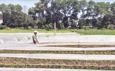 Sản xuất rau an toàn tại huyện Đông Anh. 