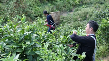Đồng bào dân tộc Dao thôn Phìn Hồ, xã Thông Nguyên, huyện Hoàng Su Phì (Hà Giang) thu hái chè Shan tuyết.