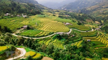 Hình ảnh sắc vàng phủ kín ruộng bậc thang ở vùng cao Hà Giang 