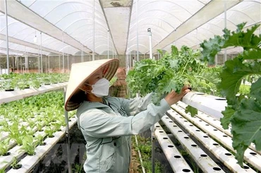 Hỗ trợ hợp tác xã do phụ nữ tham gia quản lý và tạo việc làm cho lao động nữ. (Ảnh minh họa: VGP) 