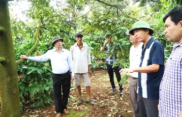 Lãnh đạo huyện Krông Pắc trực tiếp kiểm tra, chỉ đạo các ngành chức năng bảo đảm an ninh trật tự giúp người dân yên tâm thu hoạch sầu riêng.