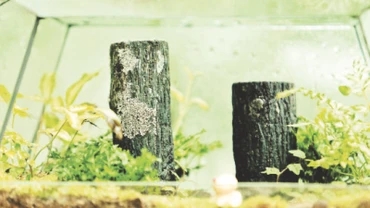 Hệ sinh thái một khu rừng mini.