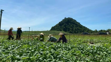 Mường Bi (Tân Lạc) là một trong bốn vùng Mường lớn của tỉnh Hòa Bình. Về Tân Lạc dịp cuối năm, chúng tôi nhận thấy một không khí phấn khởi, rộn ràng đang bừng lên trên mảnh đất giàu truyền thống của tỉnh Tây Bắc này.