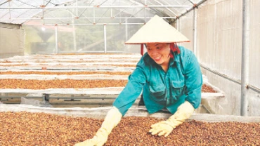Thu hoạch cà-phê tại xã Ắng Nưa, huyện Mường Ảng, tỉnh Điện Biên. (Ảnh Thùy Giang)