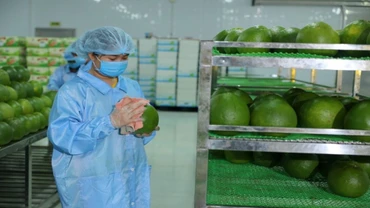 Chuẩn bị đóng gói bưởi xuất khẩu tại Công ty Vina T&T Group.