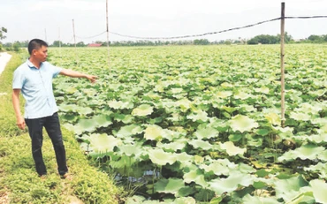 Anh Lã Quang Khanh giới thiệu về đầm sen của mình.