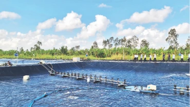 Ao nuôi tôm siêu thâm canh tuần hoàn nước khép kín tại xã Hưng Mỹ, huyện Cái Nước, tỉnh Cà Mau. Ảnh: Hữu Tùng