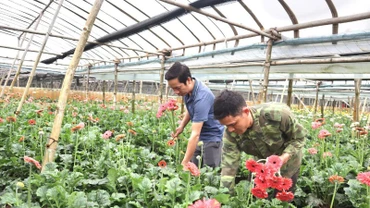 Sản phẩm OCOP hoa đồng tiền của xã Đồng Tháp, huyện Đan Phượng, thành phố Hà Nội. 