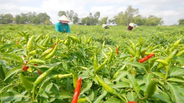 Ớt là mặt hàng gia vị duy nhất có kim ngạch xuất khẩu tăng trong 3 tháng đầu năm 2024.