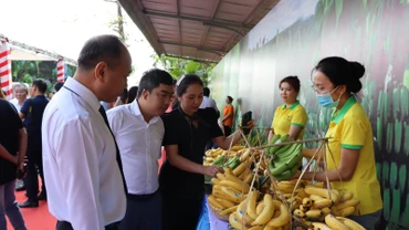 Sản phẩm chuối của Việt Nam rộng đường xuất khẩu sang thị trường Trung Quốc. 