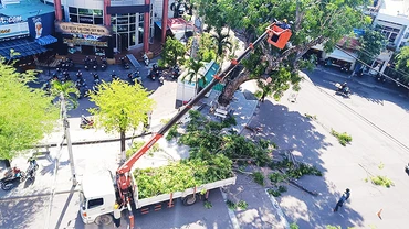 Công ty cổ phần Công viên cây xanh và chiếu sáng đô thị Quy Nhơn cắt, tỉa cây xanh trên địa bàn.