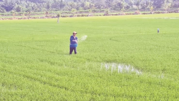 Nông dân bón phân cho lúa hè thu vào chiều mát theo khuyến cáo của ngành nông nghiệp.