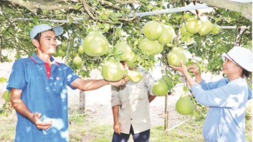 Gia đình bà Nguyễn Thị Nga thu hoạch bưởi để bán ra thị trường trong dịp Tết Nguyên đán Giáp Thìn 2024.