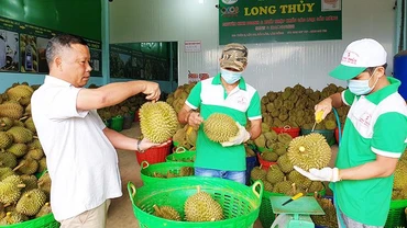 Sầu riêng từ Công ty Long Thủy đã vượt qua được những rào cản kỹ thuật chặt chẽ để xuất khẩu thành công.