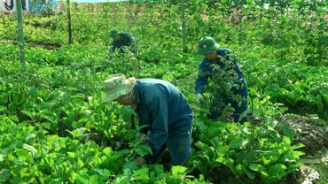Cán bộ, nhân viên Đội Công binh số 3 sáng tạo làm nên những vườn rau xanh tốt giữa lòng chảo khô cằn châu Phi. Ảnh: Đội Công binh số 3 cung cấp.