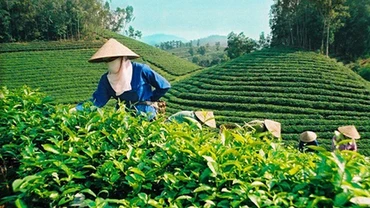 Nâng cao chất lượng sản phẩm chè