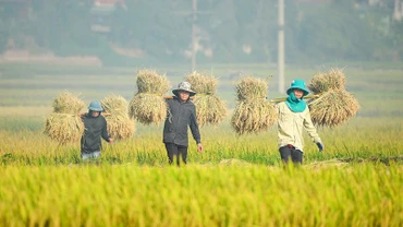 Nông dân Điện Biên thu hoạch lúa mùa. (Ảnh: Lê Lan)