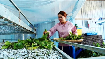 Trồng dâu nuôi tằm trên khay tại Hợp tác xã Dâu tằm Đạ M’Rông, huyện Đam Rông (Lâm Đồng).