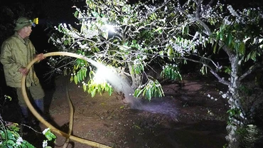 Tưới nước đêm gần rừng ma