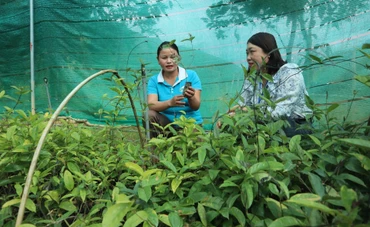 Đảng viên Lô Thị Đánh (bên trái) vận động nhiều hội viên phụ nữ bản Đàng, xã Nga My, huyện Tương Dương (Nghệ An) tham gia dự án trồng cây ba kích tím dưới tán rừng.