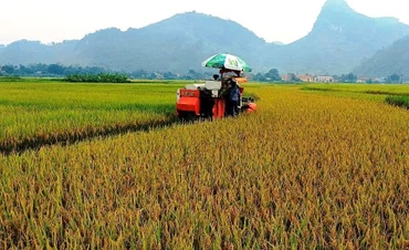 Đồng ruộng Chiềng Ken hôm nay.