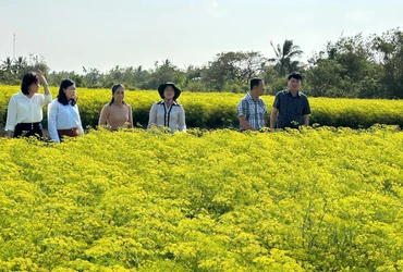 Nhiều hộ Khmer ở xã Vĩnh Trạch Đông, thành phố Bạc Liêu trồng các loại rau thơm đem lại hiệu quả kinh tế cao. (Ảnh: TRỌNG DUY)