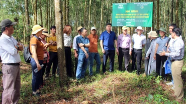 Các tổ khuyến nông cộng đồng tham quan mô hình trồng rừng gỗ lớn tại huyện Cam Lộ, tỉnh Quảng Trị. (Ảnh: VIỆT TOÀN)