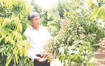Nhãn lồng Hưng Yên được xếp hạng 13 trong số 50 loại trái cây nổi tiếng ở Việt Nam.