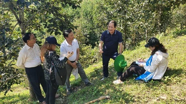 Kiểm tra mô hình thâm canh cây hồng không hạt tại huyện Ba Bể. (Ảnh: ANH THÚY)