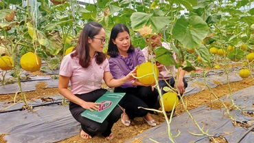 Cán bộ tín dụng chính sách kiểm tra hiệu quả nguồn vốn tại xã Ngọc Đào, huyện Hà Quảng, tỉnh Cao Bằng.