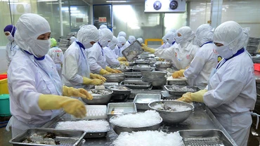 Chế biến thủy sản xuất khẩu tại Công ty cổ phần Thủy sản Cafatex (Hậu Giang). (Ảnh: TRẦN QUỐC)