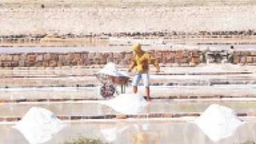 Diêm dân huyện Ninh Hải cào muối giữa trời nắng nóng, nhiệt độ gần 38OC. 