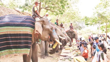 Chung tay bảo tồn voi 