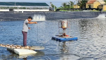 Quy trình nuôi tôm 3 giai đoạn của Công ty cổ phần Thủy sản Tân An, thị xã Quảng Yên, tỉnh Quảng Ninh. (Ảnh:nhandan.vn)