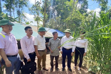 Lãnh đạo Huyện ủy Mường Nhé thăm mô hình trồng cỏ voi trên đất bạc màu tại xã Huổi Lếch. (Ảnh: LÊ LAN) 