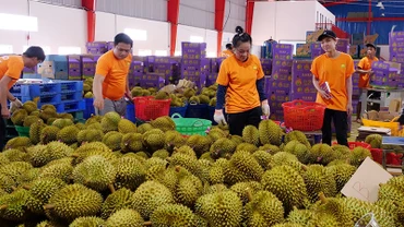 Sầu riêng Bình Phước là một trong những nông sản cần doanh nghiệp FDI đầu tư chế biến chuyên sâu để xuất khẩu.