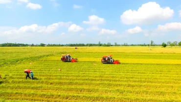 Thu hoạch lúa theo quy trình sản xuất lúa chất lượng cao, phát thải thấp tại Cần Thơ. 