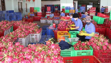 Xuất khẩu rau quả đang là điểm sáng của nền kinh tế.