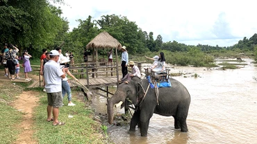 Từ ngày 10/2/2023 sẽ dừng hoạt động cưỡi voi tại Trung tâm Du lịch Cầu treo Buôn Đôn.