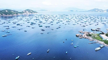 Bè nuôi trồng thủy sản ở vịnh Cam Ranh. 