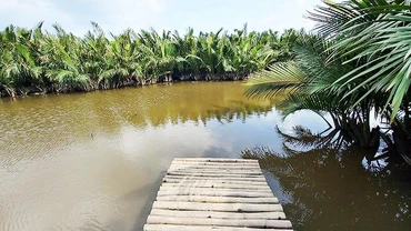 Ngẩn ngơ dừa nước Cẩm Thanh