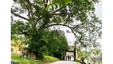 Cuối tuần về làng cổ Đường Lâm